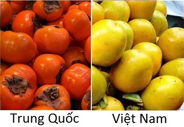 Hồng Trung Quốc (trái) và hồng Việt Nam