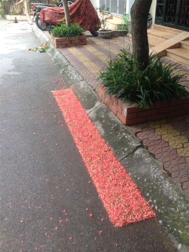 Loài hoa vừa lạ vừa quen bỗng dưng khuấy đảo mạng xã hội với những hình ảnh đẹp ngất ngây - Ảnh 1.