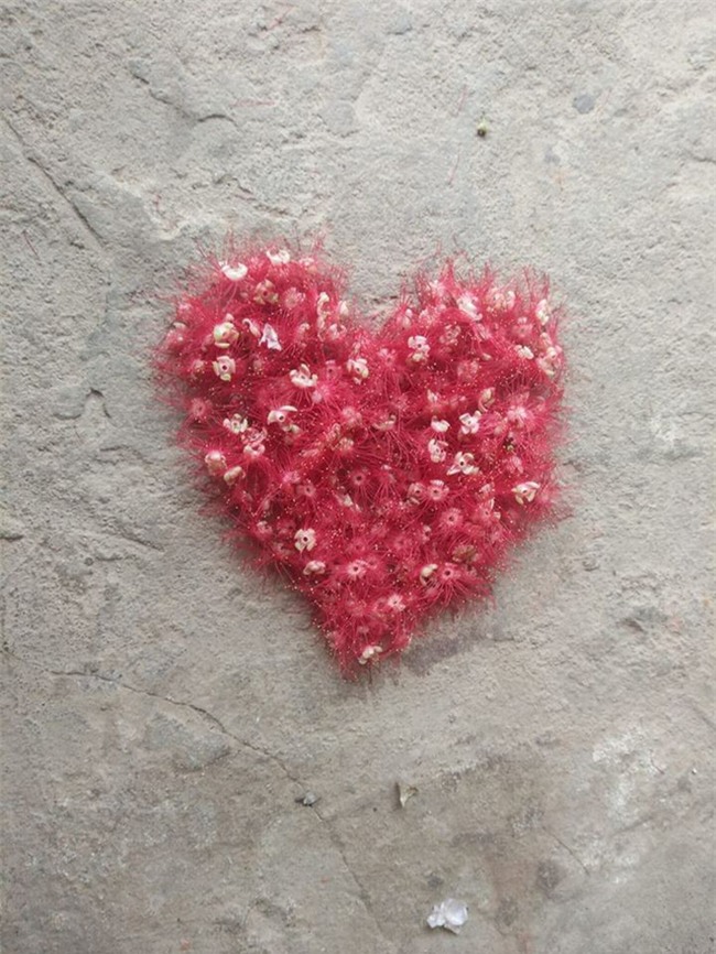 Loài hoa vừa lạ vừa quen bỗng dưng khuấy đảo mạng xã hội với những hình ảnh đẹp ngất ngây - Ảnh 10.