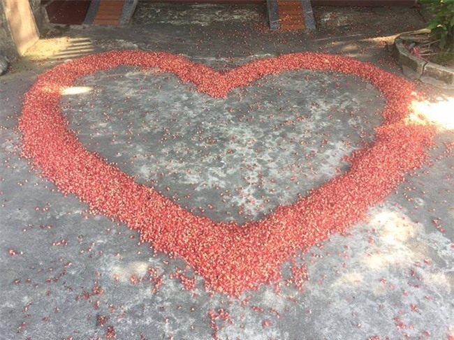 Loài hoa vừa lạ vừa quen bỗng dưng khuấy đảo mạng xã hội với những hình ảnh đẹp ngất ngây - Ảnh 12.