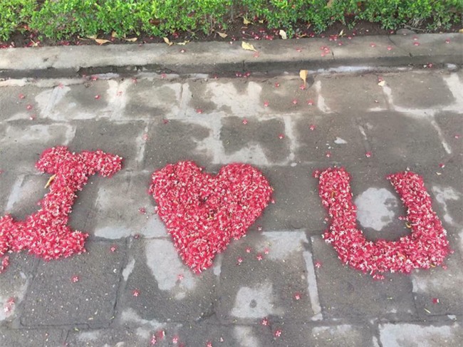 Loài hoa vừa lạ vừa quen bỗng dưng khuấy đảo mạng xã hội với những hình ảnh đẹp ngất ngây - Ảnh 13.