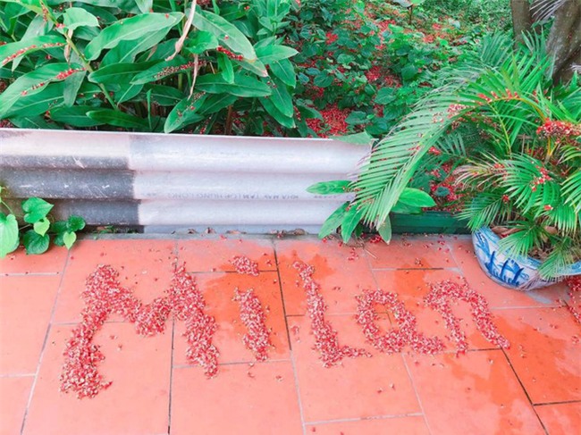 Loài hoa vừa lạ vừa quen bỗng dưng khuấy đảo mạng xã hội với những hình ảnh đẹp ngất ngây - Ảnh 14.