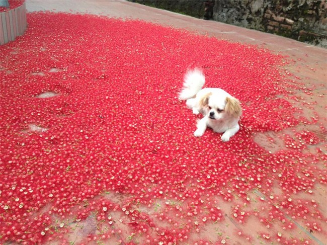 Loài hoa vừa lạ vừa quen bỗng dưng khuấy đảo mạng xã hội với những hình ảnh đẹp ngất ngây - Ảnh 17.
