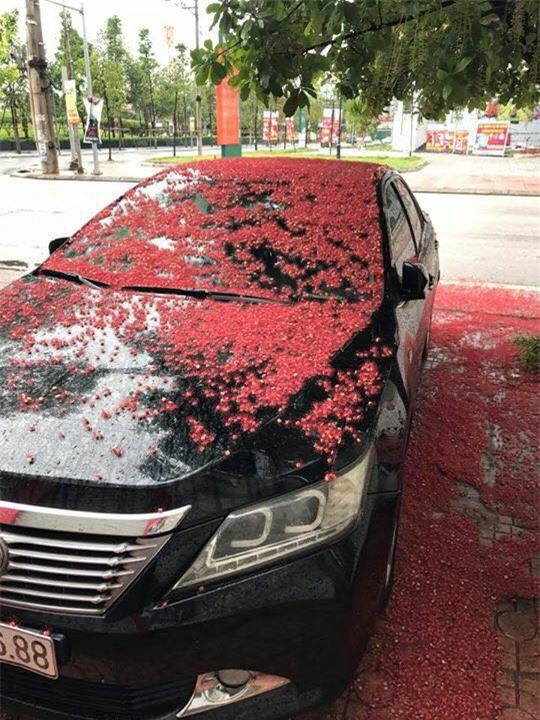 Loài hoa vừa lạ vừa quen bỗng dưng khuấy đảo mạng xã hội với những hình ảnh đẹp ngất ngây - Ảnh 19.