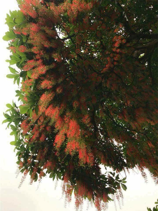 Loài hoa vừa lạ vừa quen bỗng dưng khuấy đảo mạng xã hội với những hình ảnh đẹp ngất ngây - Ảnh 2.