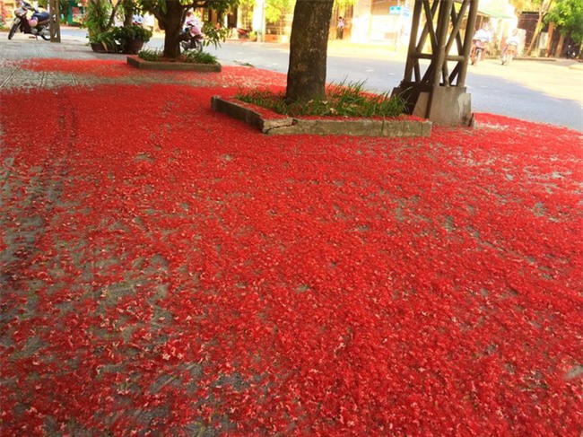 Loài hoa vừa lạ vừa quen bỗng dưng khuấy đảo mạng xã hội với những hình ảnh đẹp ngất ngây - Ảnh 20.