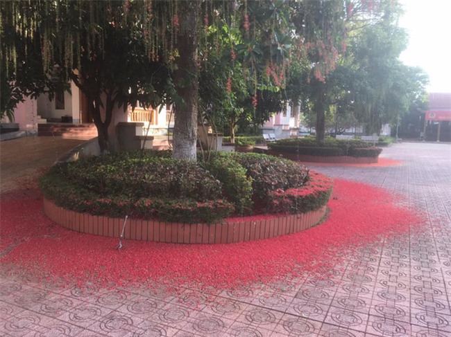 Loài hoa vừa lạ vừa quen bỗng dưng khuấy đảo mạng xã hội với những hình ảnh đẹp ngất ngây - Ảnh 21.