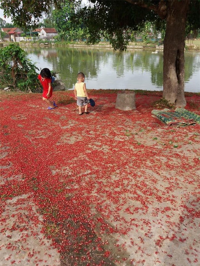 Loài hoa vừa lạ vừa quen bỗng dưng khuấy đảo mạng xã hội với những hình ảnh đẹp ngất ngây - Ảnh 22.