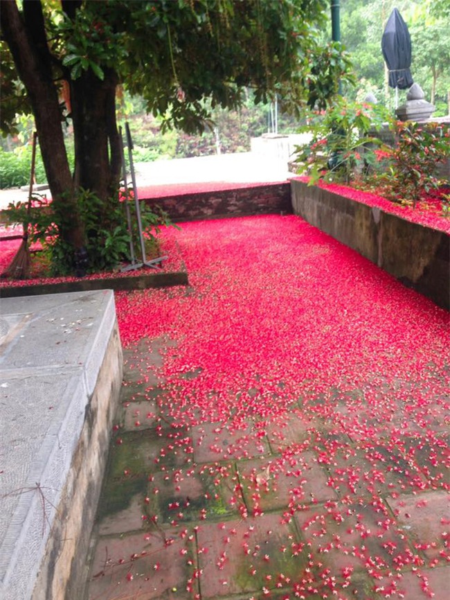 Loài hoa vừa lạ vừa quen bỗng dưng khuấy đảo mạng xã hội với những hình ảnh đẹp ngất ngây - Ảnh 23.