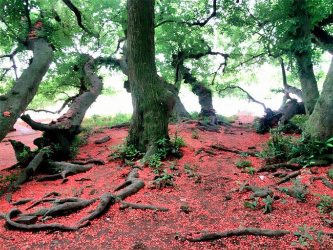 Loài hoa vừa lạ vừa quen bỗng dưng khuấy đảo mạng xã hội với những hình ảnh đẹp ngất ngây - Ảnh 3.