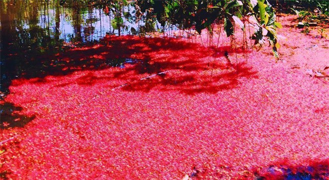 Loài hoa vừa lạ vừa quen bỗng dưng khuấy đảo mạng xã hội với những hình ảnh đẹp ngất ngây - Ảnh 4.