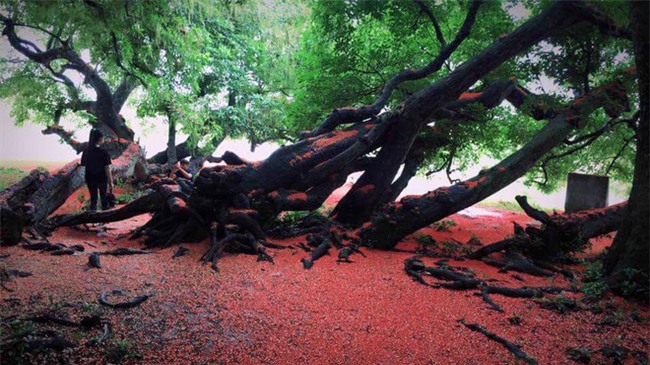 Loài hoa vừa lạ vừa quen bỗng dưng khuấy đảo mạng xã hội với những hình ảnh đẹp ngất ngây - Ảnh 6.