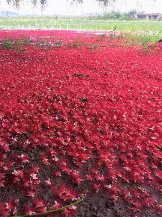 Loài hoa vừa lạ vừa quen bỗng dưng khuấy đảo mạng xã hội với những hình ảnh đẹp ngất ngây - Ảnh 7.