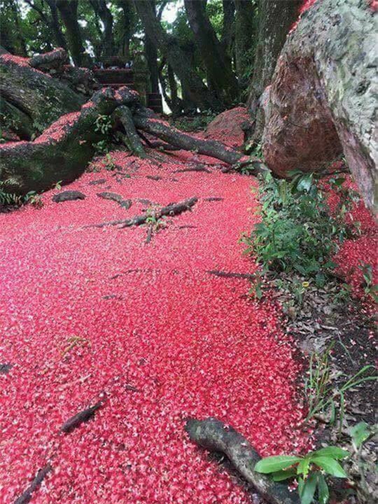 Loài hoa vừa lạ vừa quen bỗng dưng khuấy đảo mạng xã hội với những hình ảnh đẹp ngất ngây - Ảnh 8.