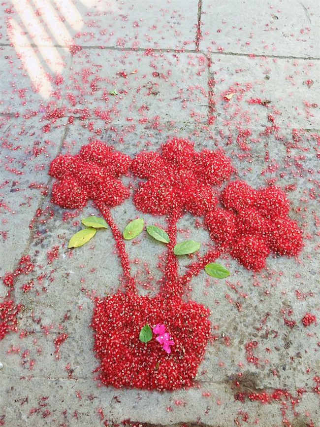 Loài hoa vừa lạ vừa quen bỗng dưng khuấy đảo mạng xã hội với những hình ảnh đẹp ngất ngây - Ảnh 9.