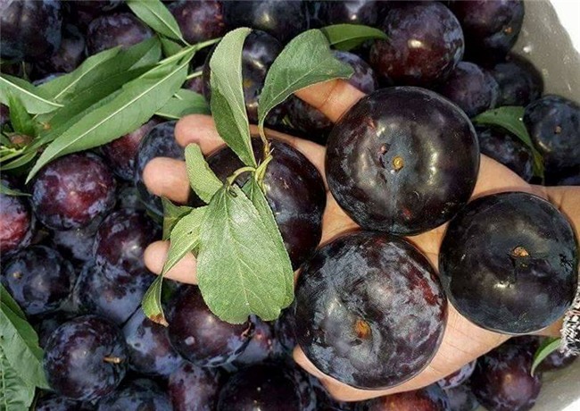 mận Tàu, mận trung quốc, hoa quả trung quốc