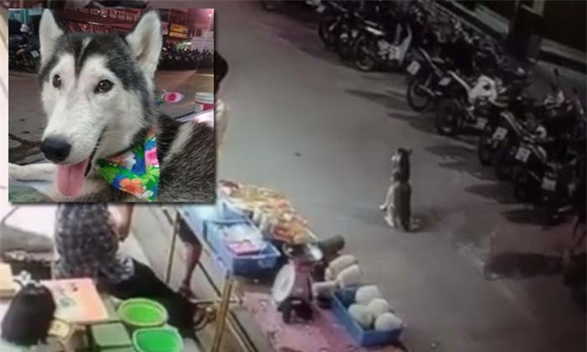 Chú chó đang đứng giữa đường thì bị chiếc ô tô lao tới chèn qua người - Ảnh 3.