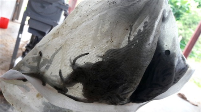 lòng lợn, tẩm hóa chất, dầu ăn, mua đỉa, tía tô, thực phẩm bẩn, thịt trâu, chặt chém