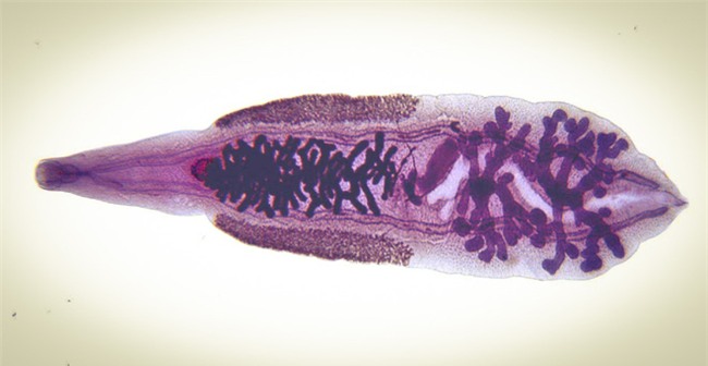 Ăn cá tươi roi rói tốt hơn hay ăn cá đã chết? Ý kiến của chuyên gia sẽ khiến bạn bất ngờ - Ảnh 2.