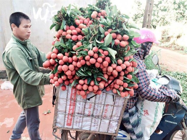 Thương lái Trung Quốc, vải thiều, nông sản mất giá, nông dân, thu mua,