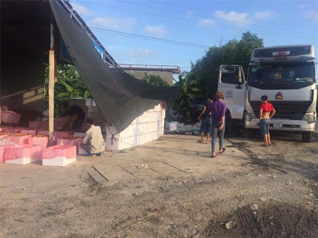 Thương lái Trung Quốc, vải thiều, nông sản mất giá, nông dân, thu mua,