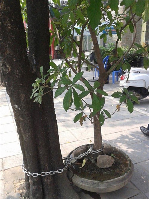 den trom cung phai "can loi" truoc 1001 chieu chong trom "chang giong ai" cua dan viet - 16