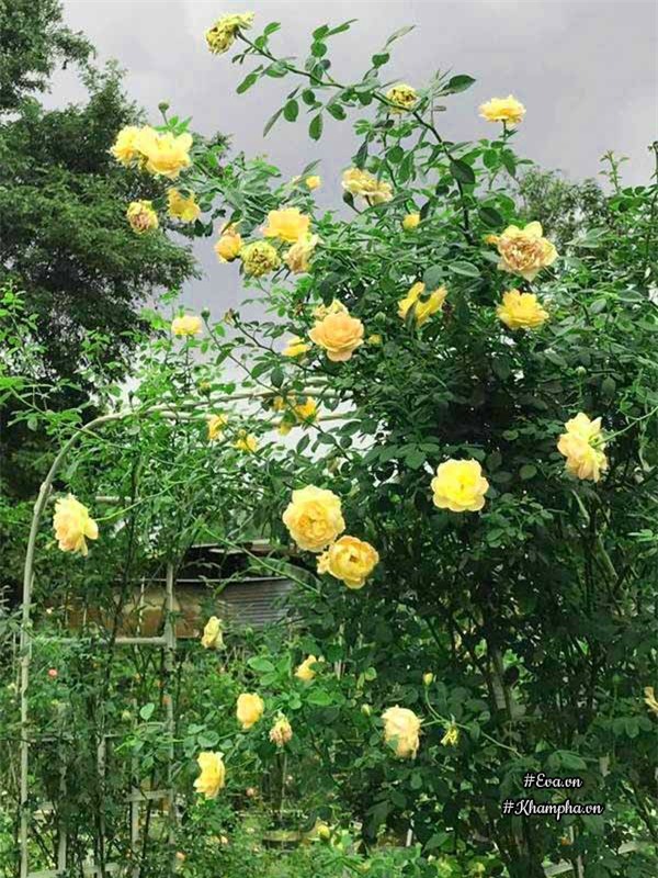 vuon hong ngoai "sieu khung" cua ong bo 8x tung lao vao choi hoa nhu "thieu than" - 1