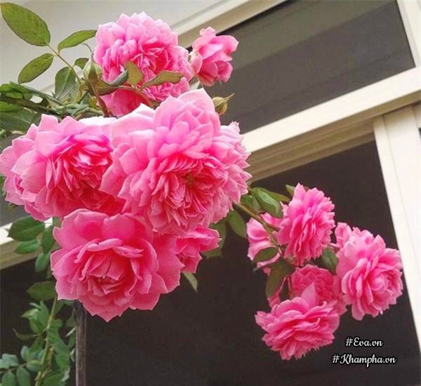 vuon hong ngoai "sieu khung" cua ong bo 8x tung lao vao choi hoa nhu "thieu than" - 12