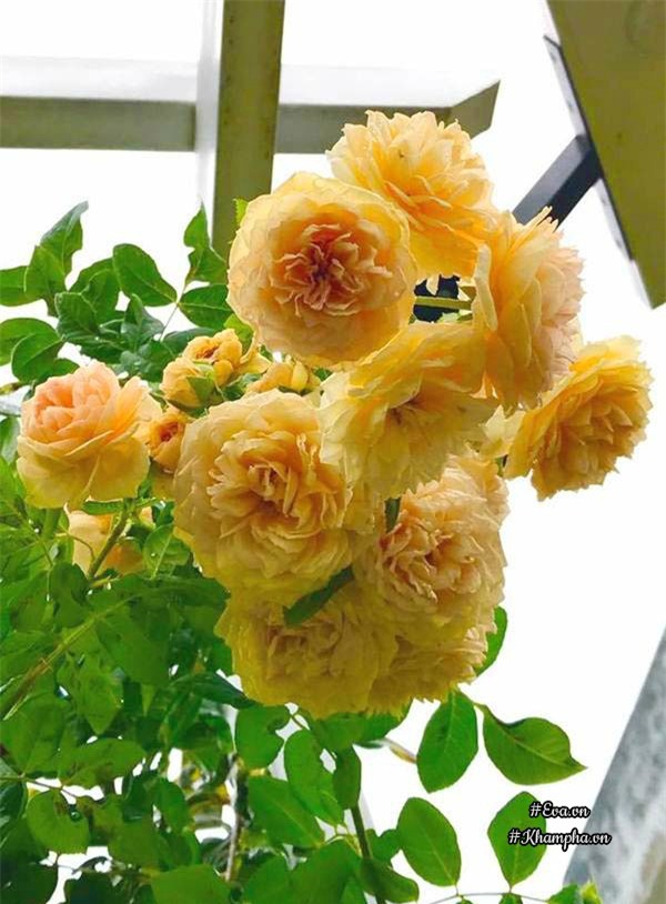 vuon hong ngoai "sieu khung" cua ong bo 8x tung lao vao choi hoa nhu "thieu than" - 15