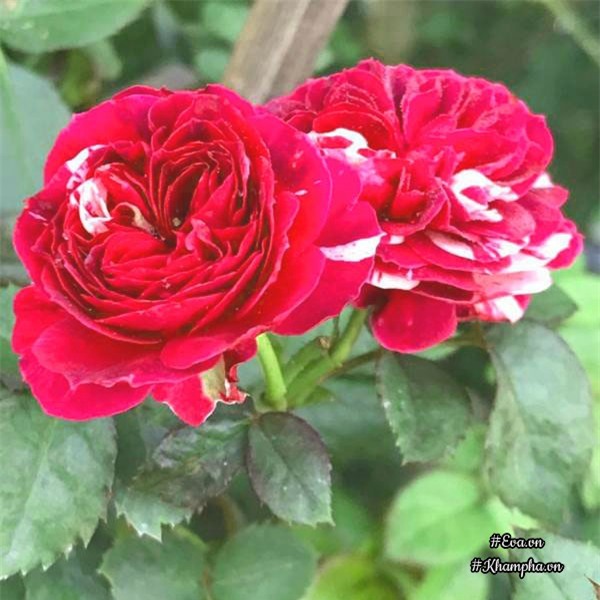 vuon hong ngoai "sieu khung" cua ong bo 8x tung lao vao choi hoa nhu "thieu than" - 17