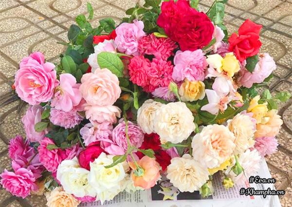 vuon hong ngoai "sieu khung" cua ong bo 8x tung lao vao choi hoa nhu "thieu than" - 7