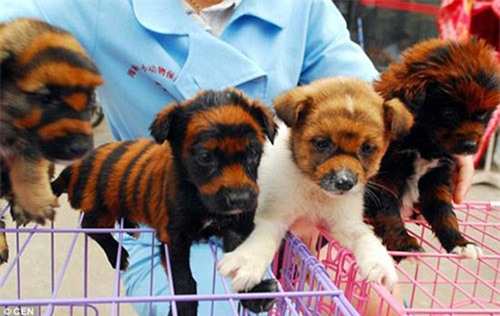 day la chu "cho ho" dang hot "ran ran" tren mxh, nhung ai ngo dang sau la su that qua soc - 10