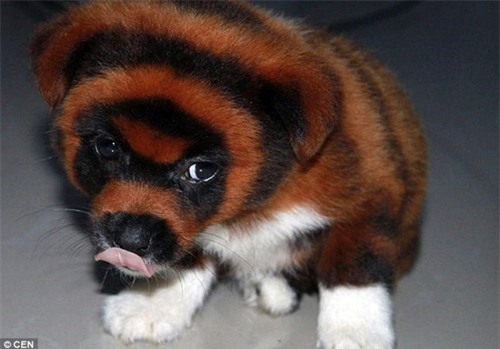 day la chu "cho ho" dang hot "ran ran" tren mxh, nhung ai ngo dang sau la su that qua soc - 11