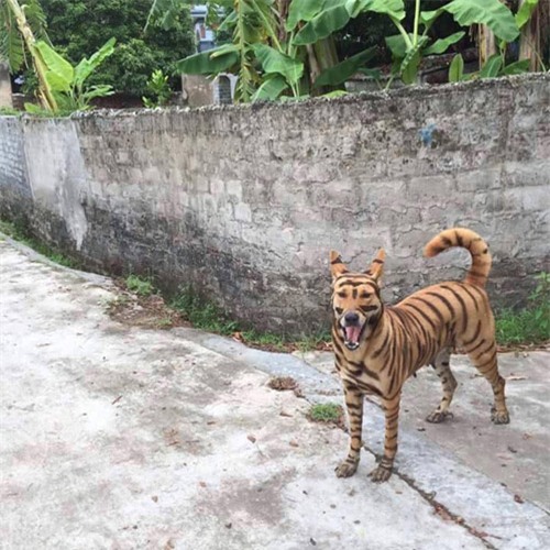 day la chu "cho ho" dang hot "ran ran" tren mxh, nhung ai ngo dang sau la su that qua soc - 2