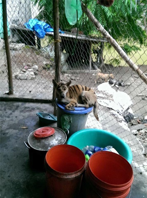 day la chu "cho ho" dang hot "ran ran" tren mxh, nhung ai ngo dang sau la su that qua soc - 4