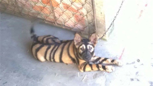 day la chu "cho ho" dang hot "ran ran" tren mxh, nhung ai ngo dang sau la su that qua soc - 5