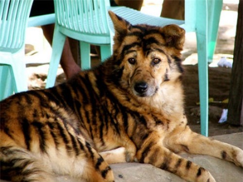 day la chu "cho ho" dang hot "ran ran" tren mxh, nhung ai ngo dang sau la su that qua soc - 6