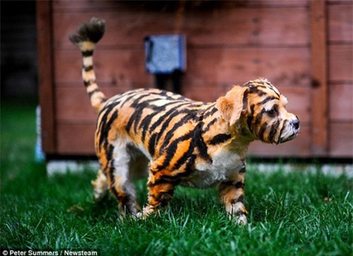 day la chu "cho ho" dang hot "ran ran" tren mxh, nhung ai ngo dang sau la su that qua soc - 8