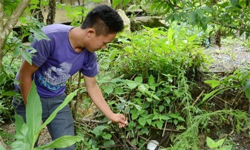 thu mua, dược liệu, thương lái, thương lái Trung Quốc