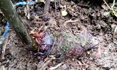 thu mua, dược liệu, thương lái, thương lái Trung Quốc