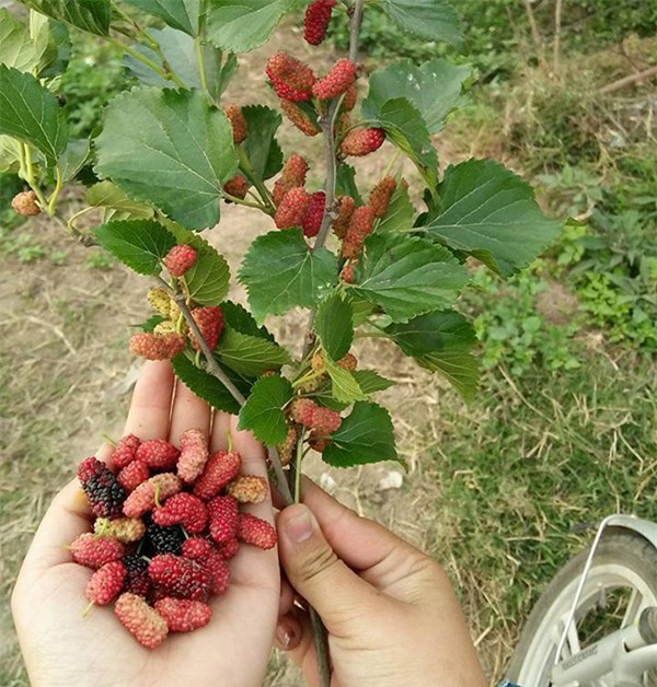 dan tinh no nuc on lai nhung mon an vat “than thanh”, ai tung an chung to da rat gia - 10