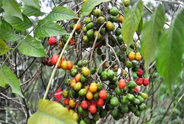 dan tinh no nuc on lai nhung mon an vat “than thanh”, ai tung an chung to da rat gia - 13