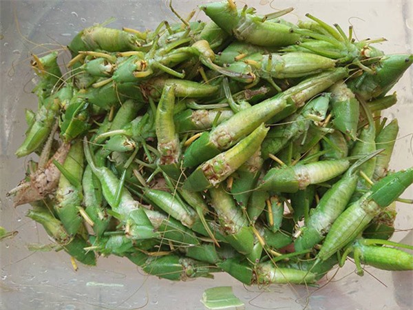 dan tinh no nuc on lai nhung mon an vat “than thanh”, ai tung an chung to da rat gia - 6