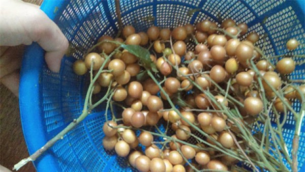 dan tinh no nuc on lai nhung mon an vat “than thanh”, ai tung an chung to da rat gia - 8