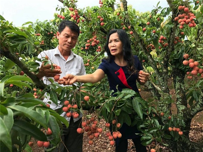 ca huyen mat mua, “phu thuy” van bat vai ra qua luc liu o than cay hinh anh 1