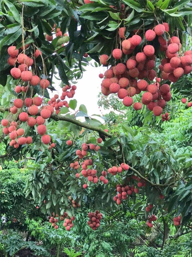 ca huyen mat mua, “phu thuy” van bat vai ra qua luc liu o than cay hinh anh 2
