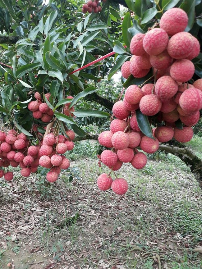 ca huyen mat mua, “phu thuy” van bat vai ra qua luc liu o than cay hinh anh 3