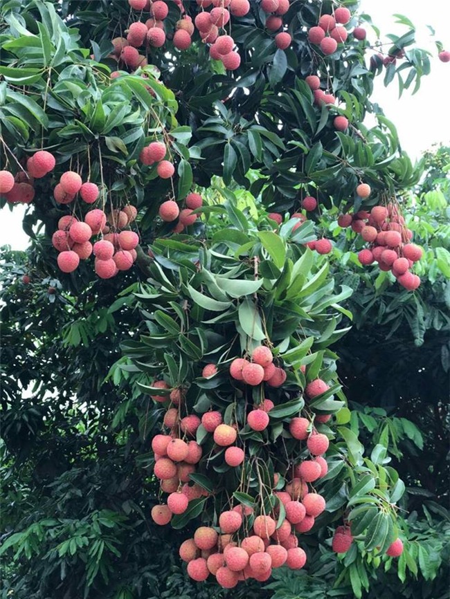 ca huyen mat mua, “phu thuy” van bat vai ra qua luc liu o than cay hinh anh 4