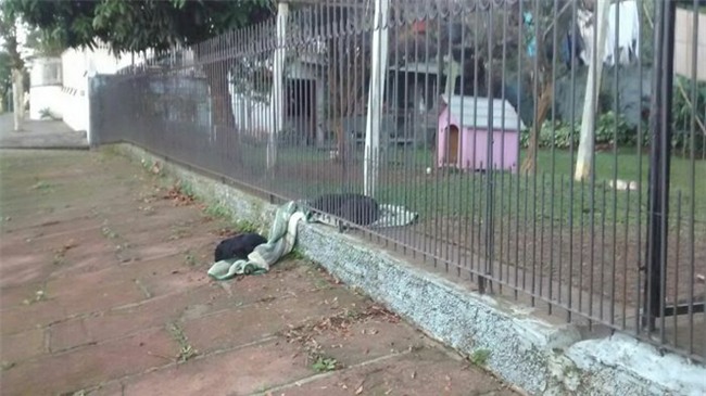 Thấy chú chó ngày nào cũng lôi chăn mới ra ngoài vườn, người chủ cảm động khi biết câu chuyện thật sự - Ảnh 2.