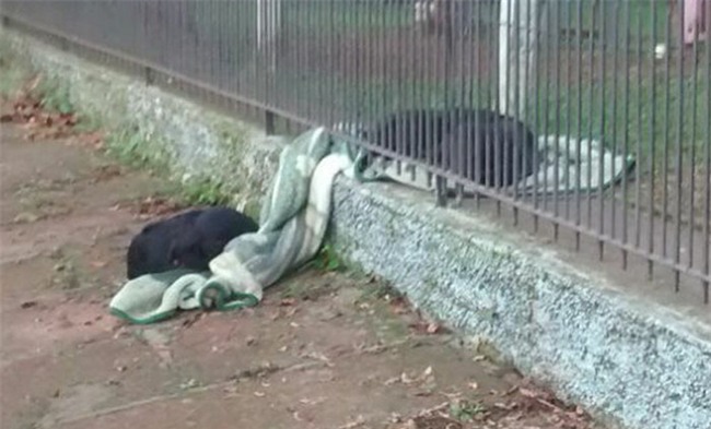 Thấy chú chó ngày nào cũng lôi chăn mới ra ngoài vườn, người chủ cảm động khi biết câu chuyện thật sự - Ảnh 3.